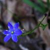 blue_squill_001