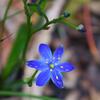 blue_squill_002