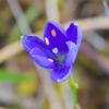 blue_squill_005