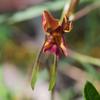 donkey_orchid_006