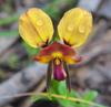 donkey_orchid_007
