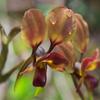 donkey_orchid_008
