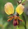 donkey_orchid_011