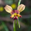donkey_orchid_013