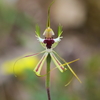 donkey_orchid_014
