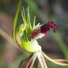 greenscombe_spider_orchid_006