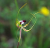 greenscombe_spider_orchid_010