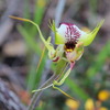 greenscombe_spider_orchid_014