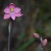 pink_sun_orchid_002