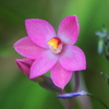 pink_sun_orchid_006