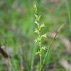 sand_hill_onion_orchid_002