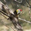 red-browed_finch_001_t.jpg