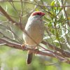 red-browed_finch_003