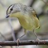 spotted_pardalote_012