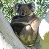 koalas/animal_017