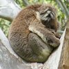 koalas/animal_021