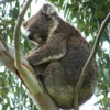 koalas/animal_036