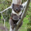 koalas/animal_047