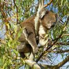 koalas/animal_063