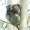 koalas/animal_071
