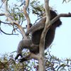 koalas/animal_077