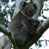 koalas/animal_107