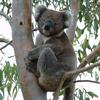 koalas/animal_114
