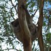 koalas/animal_135