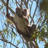 koalas/animal_161