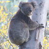 koalas/animal_164
