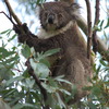 koalas/animal_166