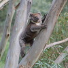 koalas/animal_177