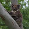 koalas/koala_001