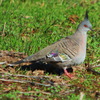 crested_pigeon_070