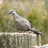 spotted_turtle-dove_039_t.jpg