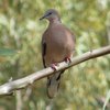spotted_turtle-dove_044