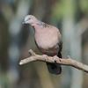 spotted_turtle-dove_053