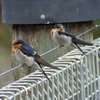 welcome_swallow_050