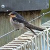 welcome_swallow_051