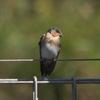 welcome_swallow_061