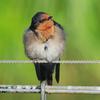 welcome_swallow_064