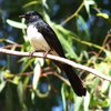 willie_wagtail_055