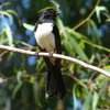 willie_wagtail_057