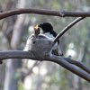 willie_wagtail_065