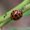 ladybird_001_t.jpg