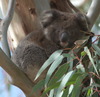 koalas/animal_181